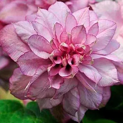 Клематис ИННОСЕНТ ГЛАНС  Клематис ИННОСЕНТ ГЛАНС в Липецке