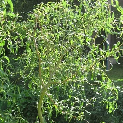 Ива МАТСУДАНА  Ива МАТСУДАНА в Липецке