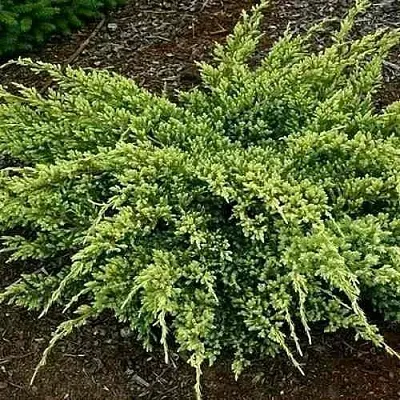 Можжевельник ДРИМ ДЖОЙ чешуйчатый  Можжевельник ДРИМ ДЖОЙ чешуйчатый в Липецке