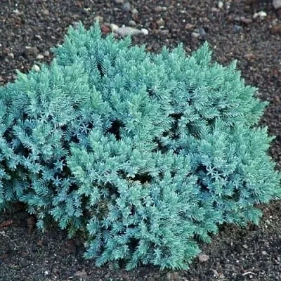 Можжевельник БЛЮ СТАР чешуйчатый  Можжевельник БЛЮ СТАР чешуйчатый в Липецке