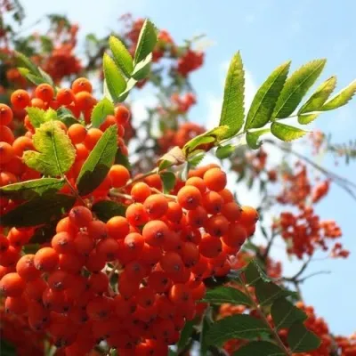 Рябина ВЕФЕД сладкоплодная в Липецке