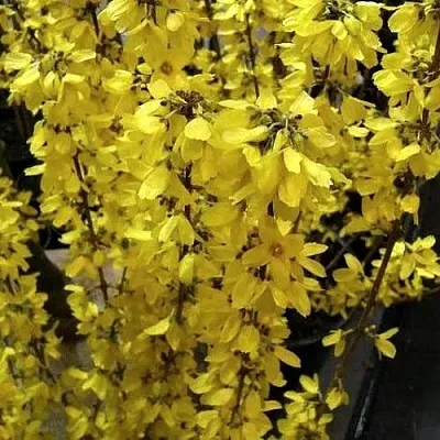 Форзиция ГОЛДРАУШ  Форзиция ГОЛДРАУШ в Липецке