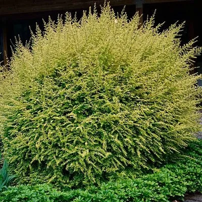 Жимолость  Жимолость в Липецке