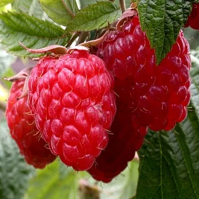 Малина КВЕЛЛИ  Малина КВЕЛЛИ в Липецке