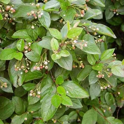 Кизильник блестящий — описание сорта Кизильник блестящий в Липецке