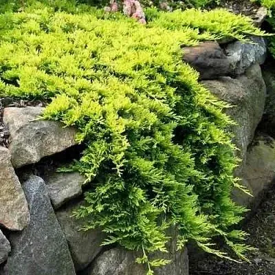 Можжевельник ГОЛДЕН КАРПЕТ горизонтальный  Можжевельник ГОЛДЕН КАРПЕТ горизонтальный в Липецке