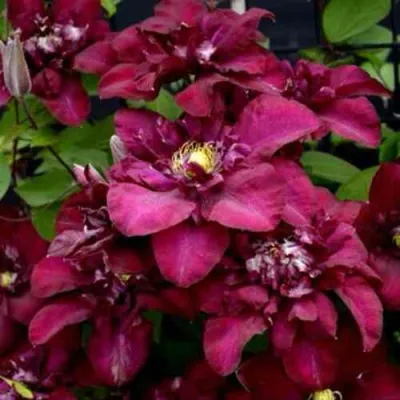 Клематис ЯН III СОБЕСКИ — описание сорта Клематис ЯН III СОБЕСКИ в Липецке