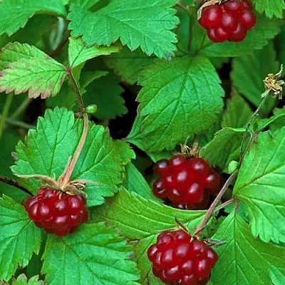 Княженика АУРА  Княженика АУРА в Липецке