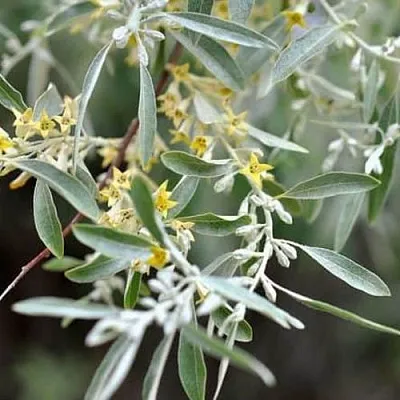 Лох  Лох в Липецке