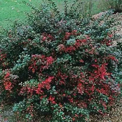 Барбарис РЕД ДЖЕВЕЛ средний   Барбарис РЕД ДЖЕВЕЛ средний  в Липецке