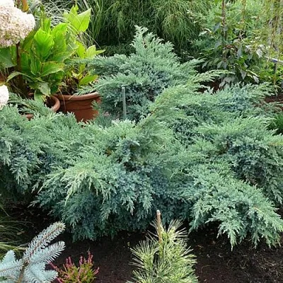 Можжевельник БЛЮ ШВЕД (СВИД) чешуйчатый  Можжевельник БЛЮ ШВЕД (СВИД) чешуйчатый в Липецке