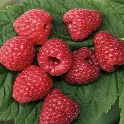 Малина ЗЮГАНА в Липецке