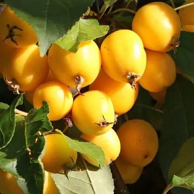 Яблоня ГОЛДЕН ХОРНЕТ декоративная  Яблоня ГОЛДЕН ХОРНЕТ декоративная в Липецке