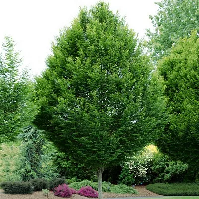 Граб в Липецке