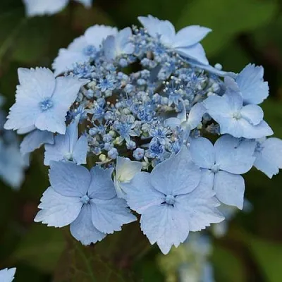 Гортензия БЛЮ ДЕКЛ пильчатая  Гортензия БЛЮ ДЕКЛ пильчатая в Липецке