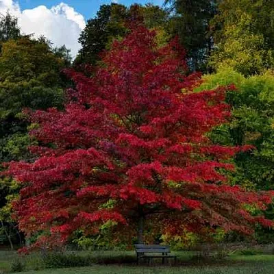 Дуб болотный в Липецке
