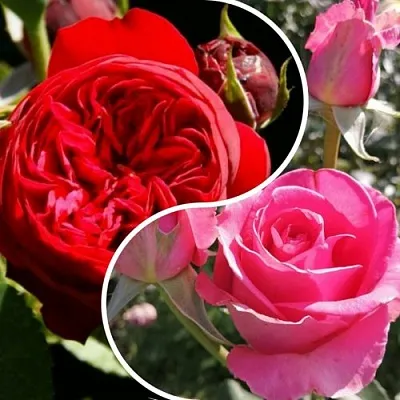 Комплект РОМАНТИЧЕСКИЙ БУКЕТ в Липецке