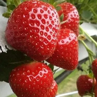 Клубника АРГЕНТЕРА в Липецке