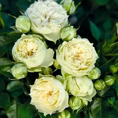 Саженцы роз БЛАНШЕТТ спрей  Саженцы роз БЛАНШЕТТ спрей в Липецке