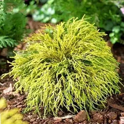 Кипарисовик ВАВЕЛ горохоплодный  Кипарисовик ВАВЕЛ горохоплодный в Липецке