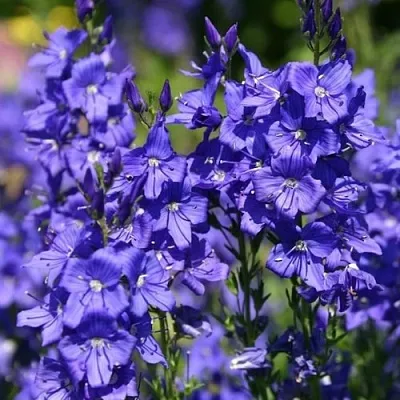 Вероника австрийская  Вероника австрийская в Липецке