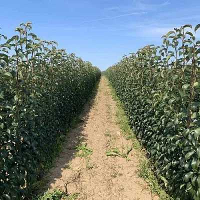 Саженцы почтой и ТК  Саженцы почтой и ТК в Липецке