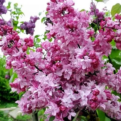 Сирень ОЛИМПИАДА КОЛЕСНИКОВА  Сирень ОЛИМПИАДА КОЛЕСНИКОВА в Липецке