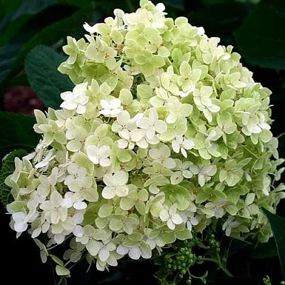 Гортензия СТЕРИЛИС древовидная   Гортензия СТЕРИЛИС древовидная  в Липецке
