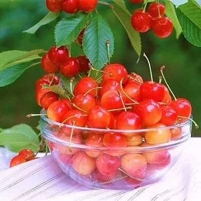 Черешня НАСЛАЖДЕНИЕ  Черешня НАСЛАЖДЕНИЕ в Липецке