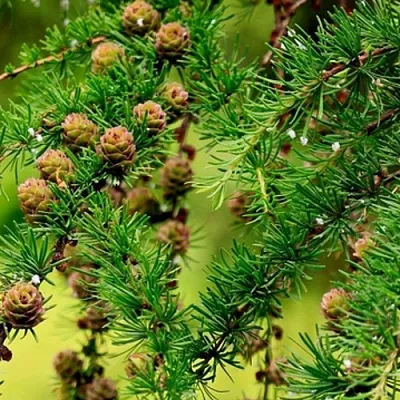 Лиственница  Лиственница в Липецке