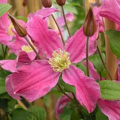 Клематис ИНСПИРЕЙШН ЗОЙН  Клематис ИНСПИРЕЙШН ЗОЙН в Липецке