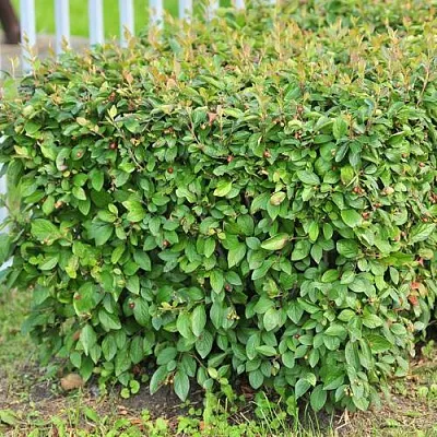 Кизильник блестящий  Кизильник блестящий в Липецке