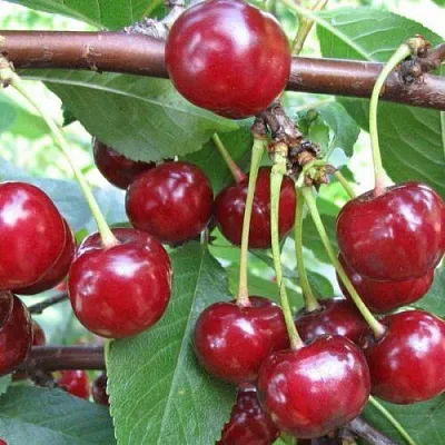 Вишня ТУРГЕНЕВКА в Липецке