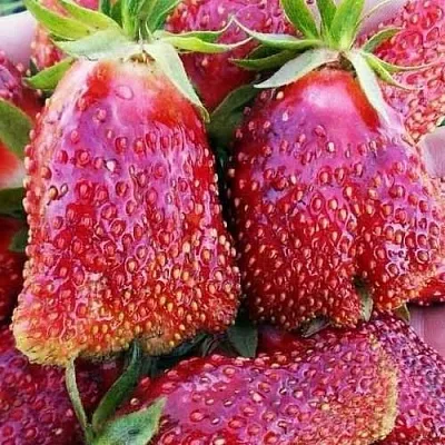 Клубника КУПЧИХА в Липецке