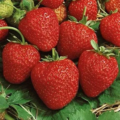 Клубника КОРОНА в Липецке