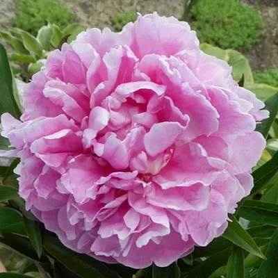 Пион РИМ травянистый  Пион РИМ травянистый в Липецке