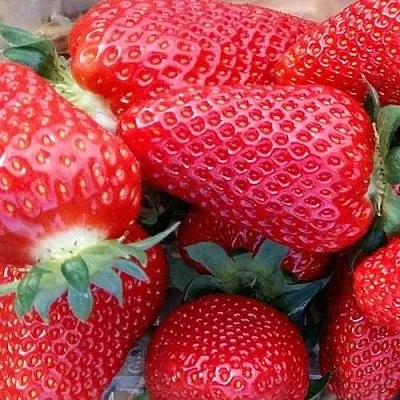 Клубника АМИ в Липецке