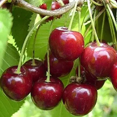 Вишня ХАРИТОНОВСКАЯ в Липецке