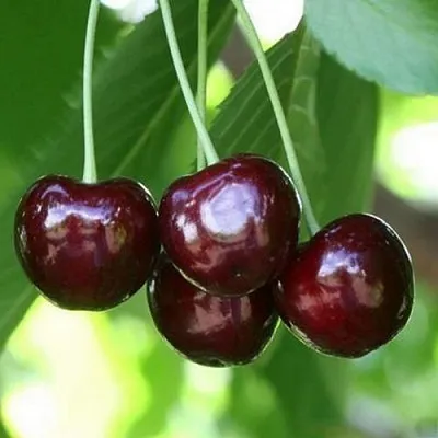 Черешня ЛЕНИНГРАДСКАЯ ЧЁРНАЯ  Черешня ЛЕНИНГРАДСКАЯ ЧЁРНАЯ в Липецке
