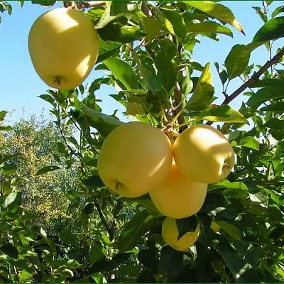 Яблоня ГОЛДЕН МИЛЛЕНИУМ  Яблоня ГОЛДЕН МИЛЛЕНИУМ в Липецке