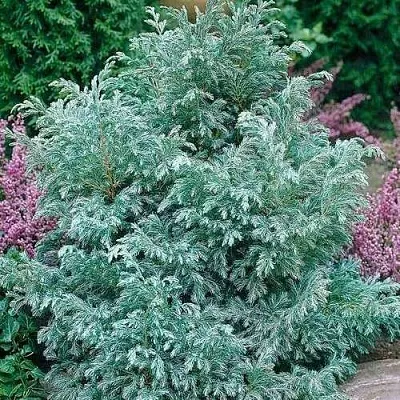 Кипарисовик БУЛЕВАРД горохоплодный  Кипарисовик БУЛЕВАРД горохоплодный в Липецке