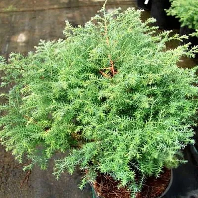 Кипарисовик СКВАРРОЗА горохоплодный  Кипарисовик СКВАРРОЗА горохоплодный в Липецке