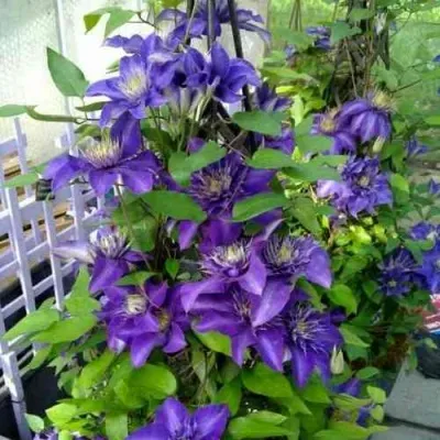 Клематис МУЛЬТИ БЛЮ — описание сорта Клематис МУЛЬТИ БЛЮ в Липецке