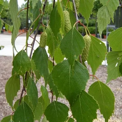 Береза ФАСЦИНЕЙШЕН белая  в Липецке