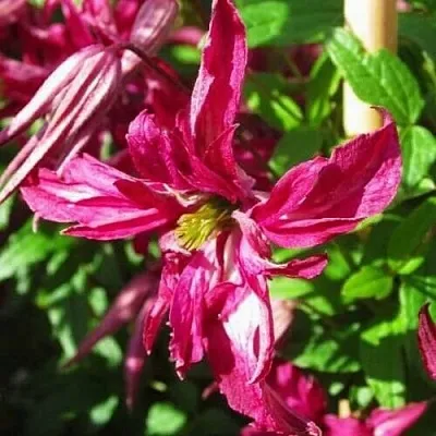 Клематис РОЗАЛИН  Клематис РОЗАЛИН в Липецке