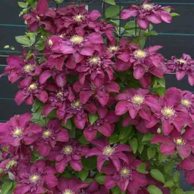 Клематис ЯН III СОБЕСКИ — описание сорта Клематис ЯН III СОБЕСКИ в Липецке