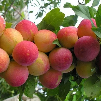 Слива СКОРОПЛОДНАЯ в Липецке