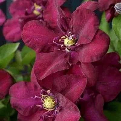 Клематис ЯН III СОБЕСКИ  Клематис ЯН III СОБЕСКИ в Липецке