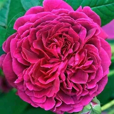 Саженцы роз ВИЛЬЯМ ШЕКСПИР английская  Саженцы роз ВИЛЬЯМ ШЕКСПИР английская в Липецке