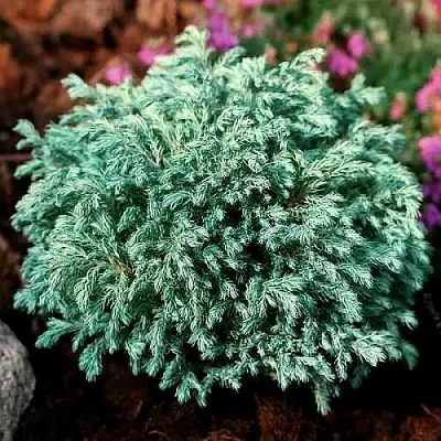 Кипарисовик БЕБИ БЛЮ горохоплодный  Кипарисовик БЕБИ БЛЮ горохоплодный в Липецке